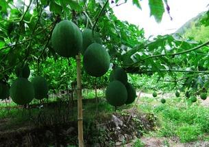 娱乐圈吃瓜百科图片大全,吃瓜百科图片大全深度解析